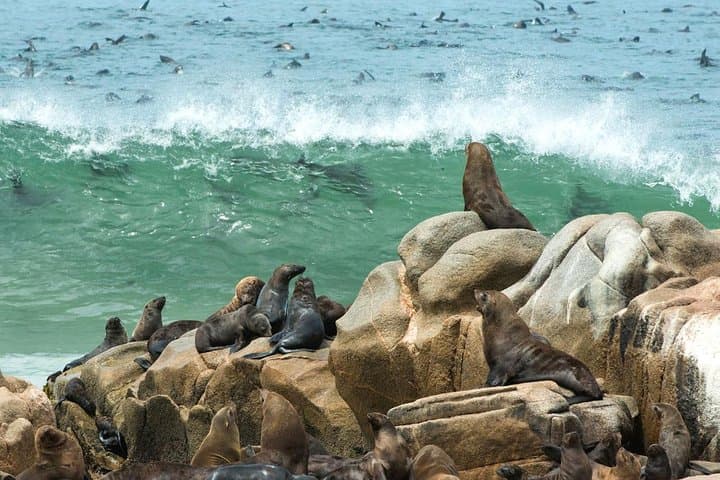Full-Day Drive to Cape Cross: Seal Colony, Skeleton Coast & Lichen Plains photo 2
