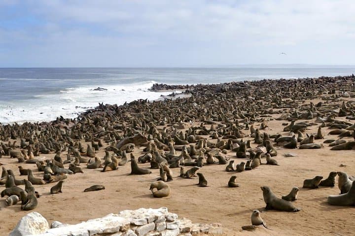 Full-Day Drive to Cape Cross: Seal Colony, Skeleton Coast & Lichen Plains photo 3