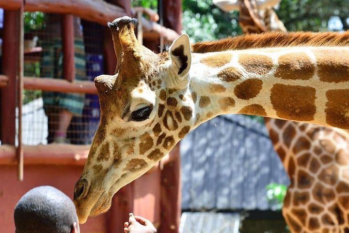 Nairobi Day Tour: Karen Blixen House, Kazuri Beads & Giraffe Center Experience photo 3