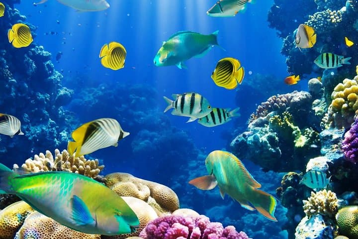 Full-Day Snorkeling Adventure to Utopia (Orange) Island from Hurghada photo 2