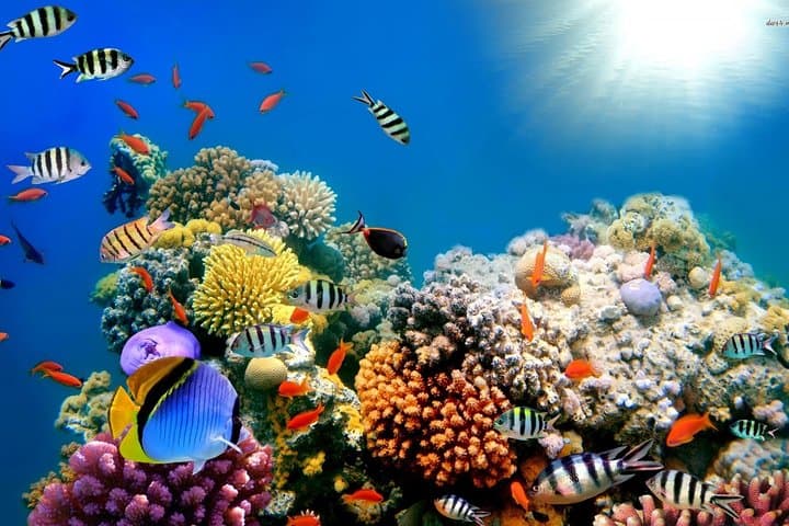Full-Day Snorkeling Adventure to Utopia (Orange) Island from Hurghada photo 3