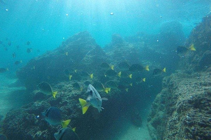 Snorkel Pelican Rock: Morning Trimaran Cruise & Marine Park Snorkeling in Cabo San Lucas photo 6