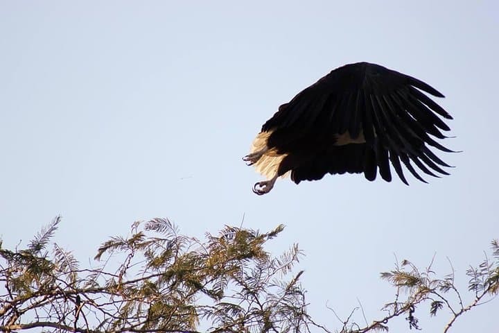 Blue Lagoon National Park: Birding & Wildlife at Kafue Flats (Kafue Falls) photo 3