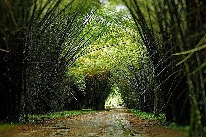 Lancetilla Botanical Garden: Tropical Plant Sanctuary Near Tela