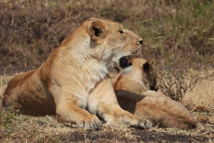 Three-Day Serengeti Safari: Seronera Game Drives & Ngorongoro Crater photo 1