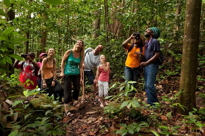 St Lucia Rainforest Walk: Guided Tropical Forest Hike Near Castries