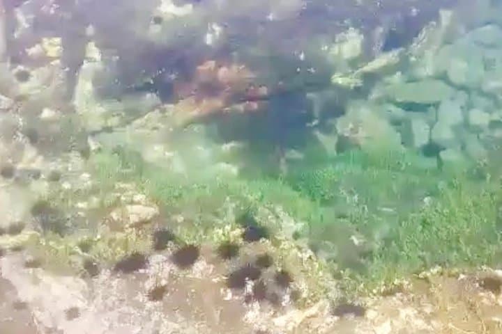 Paddle and Snorkel Capitan Island — Kayak Trips from Tamarindo photo 5