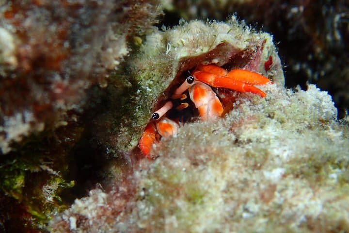 Luxury Full-Day Snorkeling in Bora Bora: Lagoon Cruise, Mantas & Motu Lunch photo 6