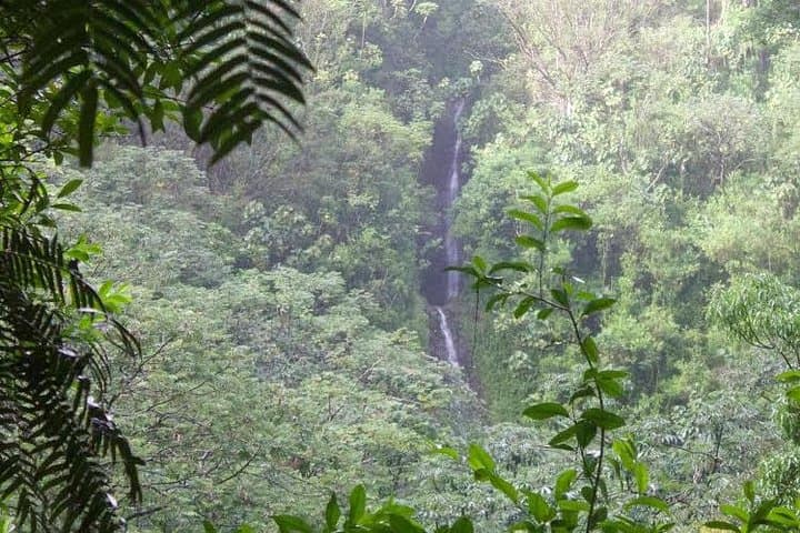 Manoa Falls Self-Guided Hike: Shuttle from Waikiki to a 150-Foot Waterfall photo 2