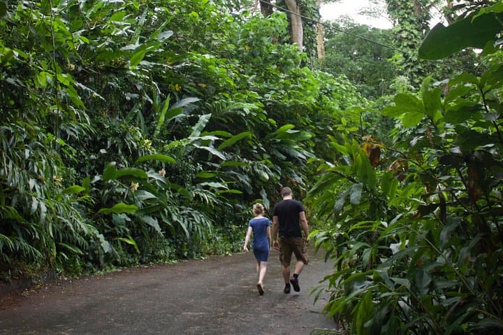 Manoa Falls Self-Guided Hike: Shuttle from Waikiki to a 150-Foot Waterfall photo 6