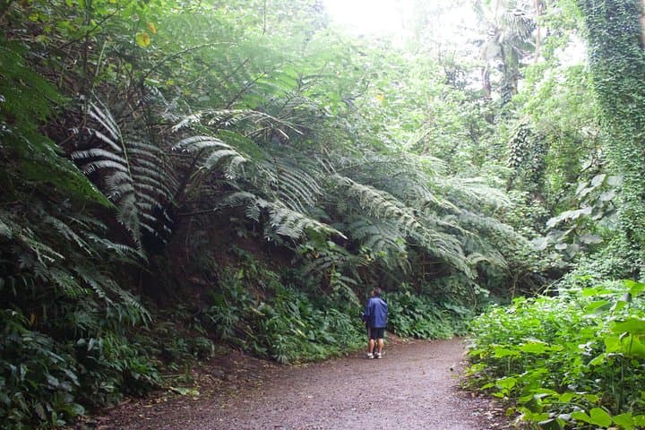 Manoa Falls Self-Guided Hike: Shuttle from Waikiki to a 150-Foot Waterfall photo 5