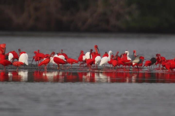Day Trip to Pitch Lake & Caroni Swamp from Tobago — Pitch Lake, Temple in the Sea & Scarlet Ibis Boat Tour
