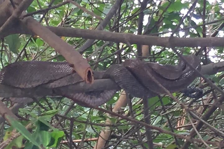 Day Trip to Pitch Lake & Caroni Swamp from Tobago — Pitch Lake, Temple in the Sea & Scarlet Ibis Boat Tour photo 2