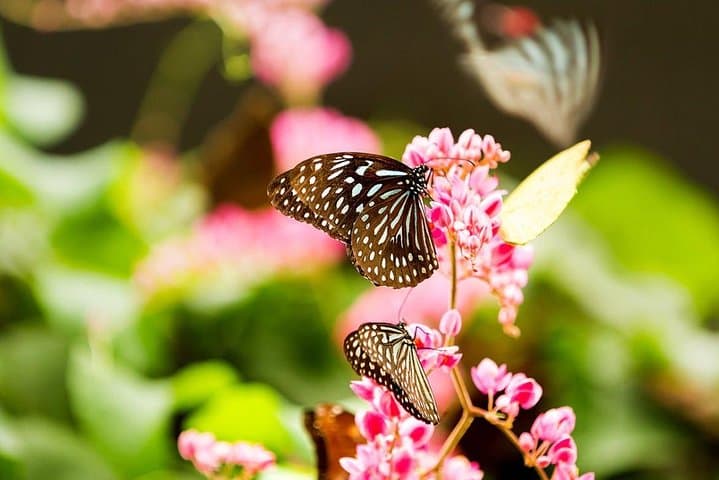 Exploring Kuala Lumpur Bird Park & Butterfly Farm: Free-Flight Aviaries and Tropical Butterflies photo 6