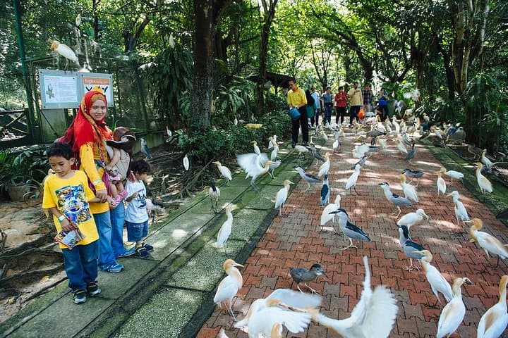 Exploring Kuala Lumpur Bird Park & Butterfly Farm: Free-Flight Aviaries and Tropical Butterflies photo 3