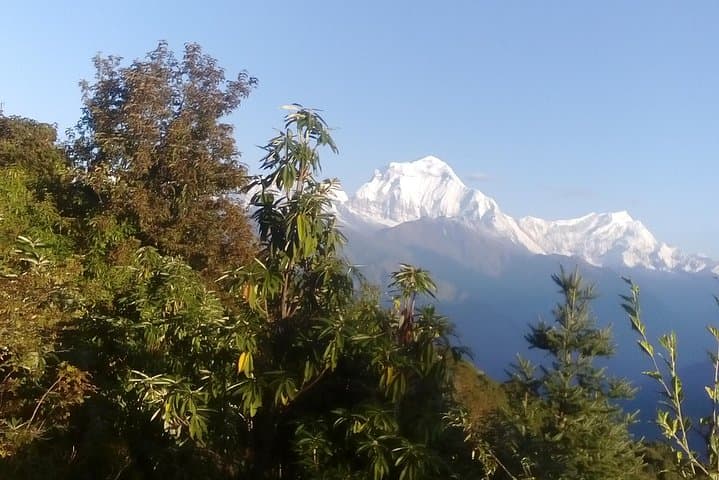 Annapurna Base Camp Trek: 7-Day Guided Trek from Pokhara photo 3