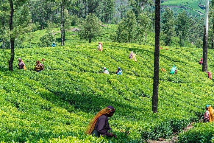 Ella to Horton Plains: Scenic Train, Plateau Hike & World's End Day Trip photo 4