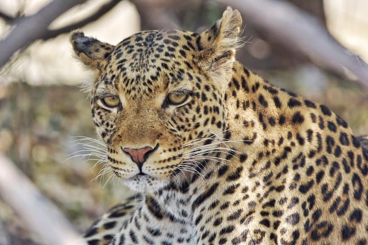 Chobe National Park 1-Night Camping: Kasane Safari Under Canvas photo 4