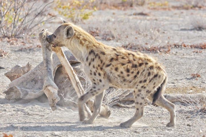 Chobe National Park 1-Night Camping: Kasane Safari Under Canvas photo 6
