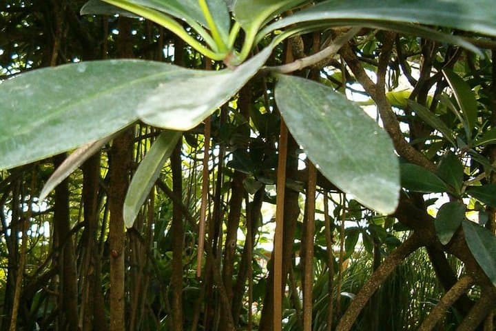 Makasutu Cultural Forest & Mandinga Bolong Canoe Ride — Brikama, The Gambia