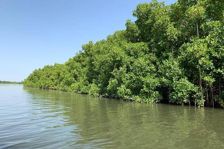 Makasutu Cultural Forest & Mandinga Bolong Canoe Ride — Brikama, The Gambia photo 4