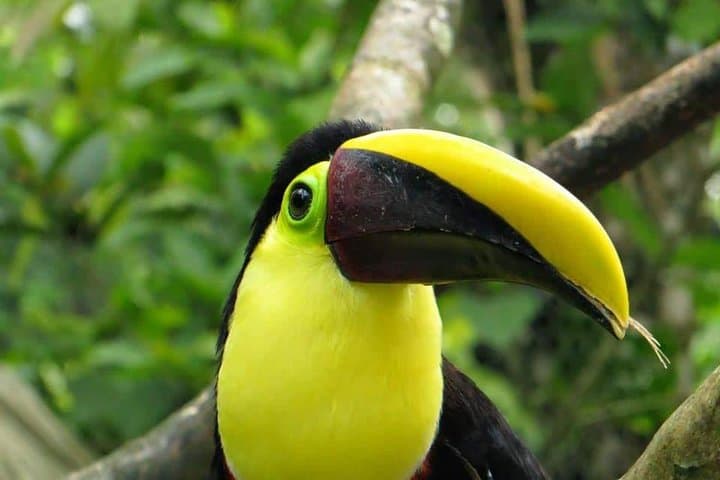 Arenal Bird Watching Tour: Spot Toucans, Hummingbirds & Trogons on a Guided Reserve Walk photo 3