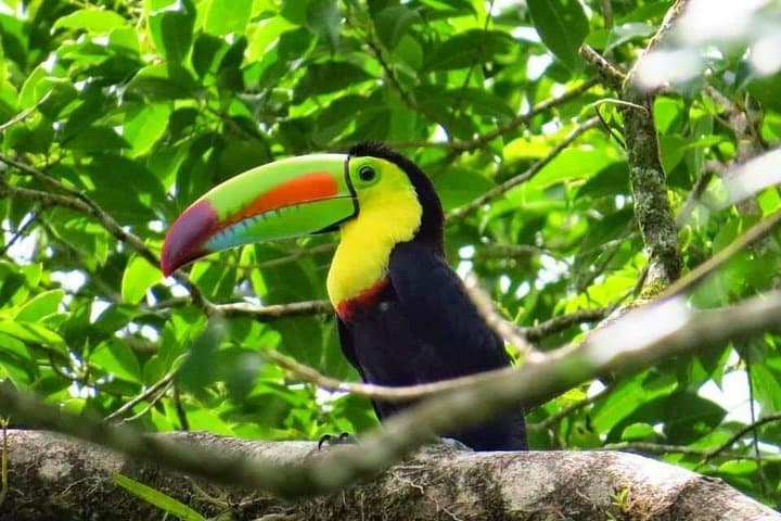 Arenal Bird Watching Tour: Spot Toucans, Hummingbirds & Trogons on a Guided Reserve Walk photo 2