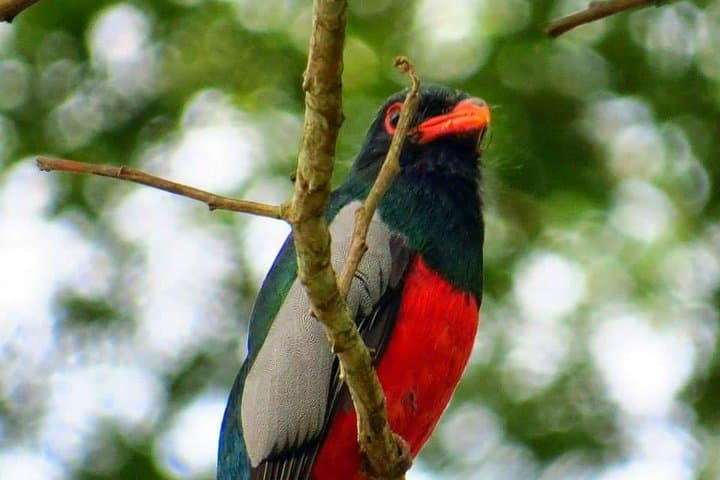 Arenal Bird Watching Tour: Spot Toucans, Hummingbirds & Trogons on a Guided Reserve Walk photo 4