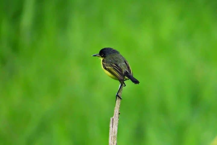 Arenal Bird Watching Tour: Spot Toucans, Hummingbirds & Trogons on a Guided Reserve Walk photo 6