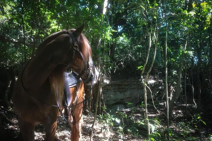 Playa del Carmen Rancho Horseback Ride — 90-Minute Jungle Trail Experience photo 2