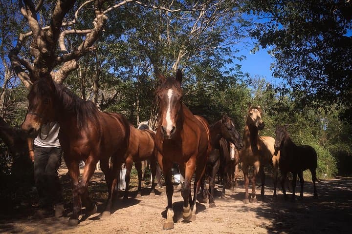 Playa del Carmen Rancho Horseback Ride — 90-Minute Jungle Trail Experience photo 3