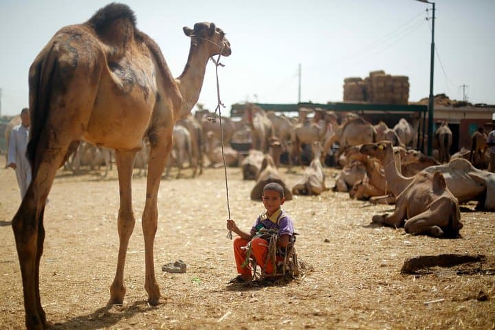 Birqash Camel Market Tour: Morning Camel Trading on Cairo’s Desert Edge photo 4