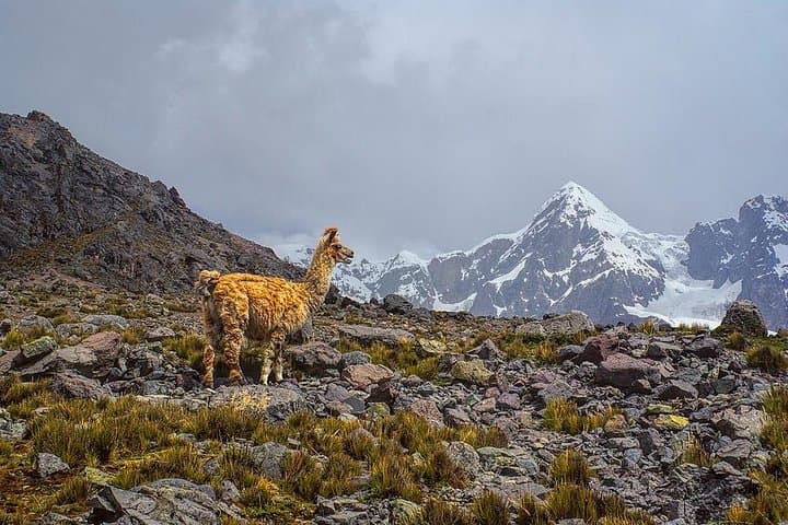 Ausangate Trek: 5-Day High Pass Circuit Around Apu Ausangate photo 4
