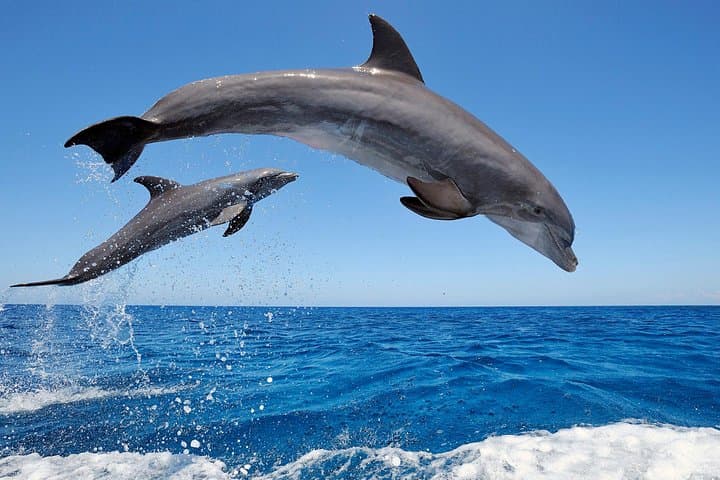 North Bali Dolphin Tour: Lovina Dolphins, Aling-Aling Waterfall & Ulun Danu Beratan