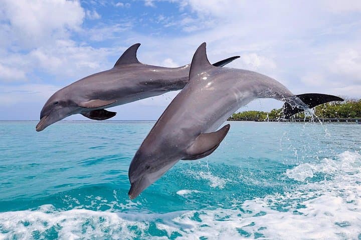 North Bali Dolphin Tour: Lovina Dolphins, Aling-Aling Waterfall & Ulun Danu Beratan photo 2