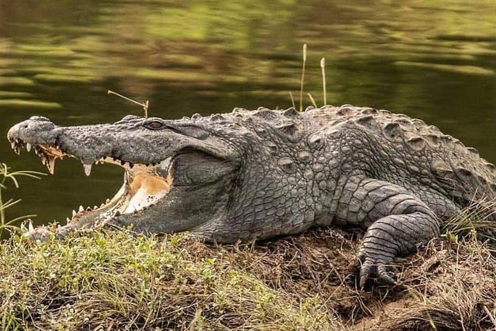 Yala Half-Day Safari: See Leopards and Elephants in Yala National Park photo 4