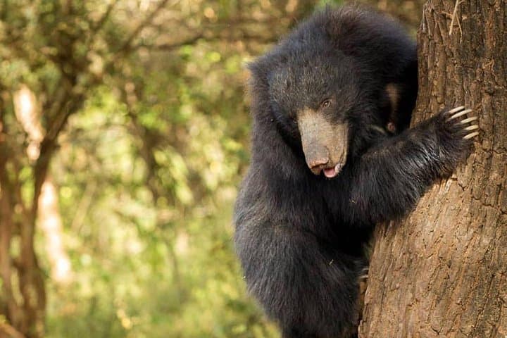 Yala Half-Day Safari: See Leopards and Elephants in Yala National Park photo 5