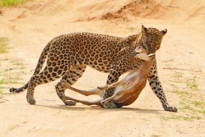 Yala Half-Day Safari: See Leopards and Elephants in Yala National Park photo 6