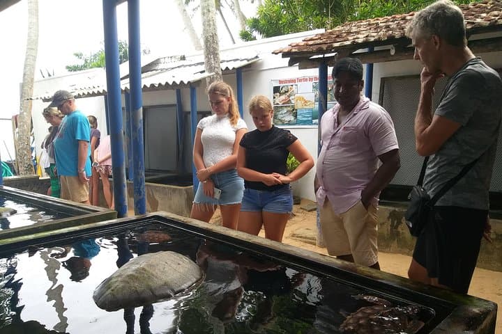 Full-Day Galle & Southern Coast Highlights: Fort, Turtle Hatchery, Beaches & Tea Estate photo 2
