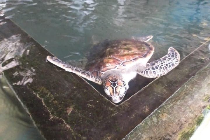 Full-Day Galle & Southern Coast Highlights: Fort, Turtle Hatchery, Beaches & Tea Estate photo 3