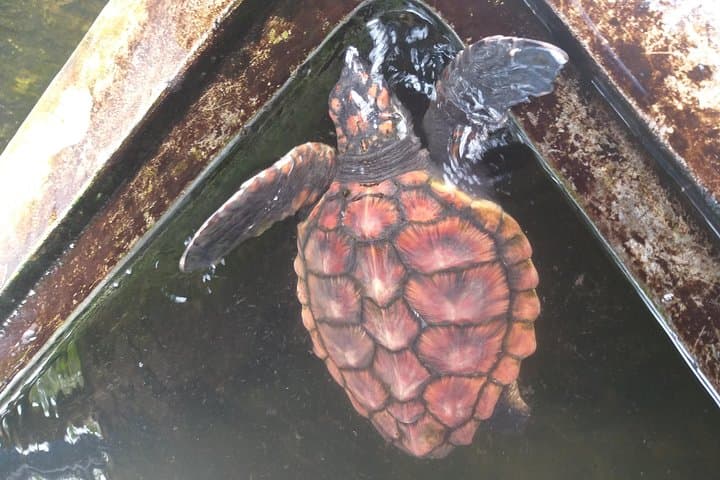 Full-Day Galle & Southern Coast Highlights: Fort, Turtle Hatchery, Beaches & Tea Estate photo 4