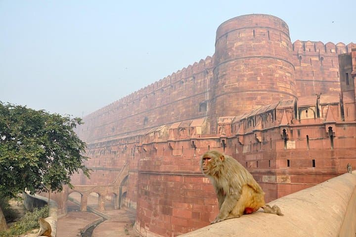 Skip-the-Line Taj Mahal & Agra Fort Private Tour — A Practical Day in Agra photo 4