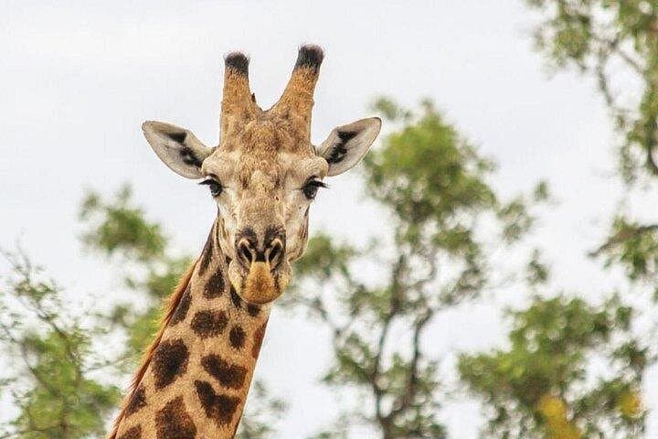 Victoria Falls 3-Day Adventure: Safari, Sunset Cruise & Helicopter Ride photo 1
