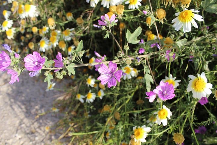 Karpathos Pini to Stes Mountain Village Guided Hike: Aegean Views & Vineyards photo 2