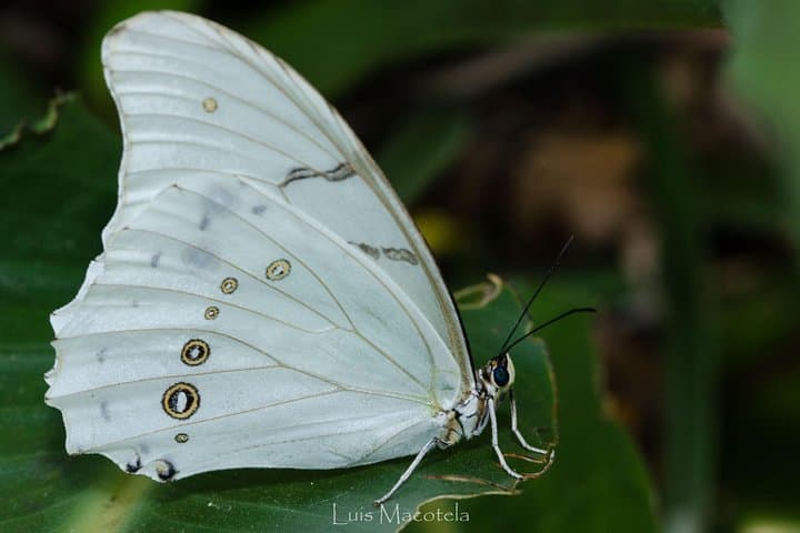 Openwork Butterfly Garden Totlàli — Live Butterfly Flights & Hummingbirds in State of Mexico