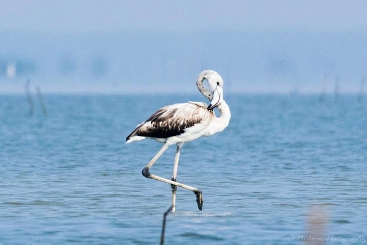 Guided Chennai Birding & Photo Trip: Spot Scopes, Shorebirds, and Wetland Walks photo 2