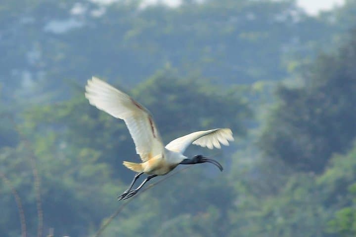 Guided Chennai Birding & Photo Trip: Spot Scopes, Shorebirds, and Wetland Walks photo 3