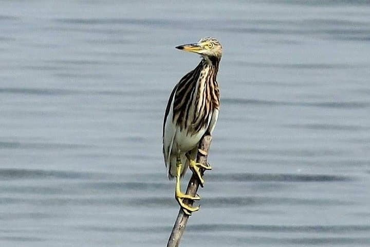 Guided Chennai Birding & Photo Trip: Spot Scopes, Shorebirds, and Wetland Walks photo 4