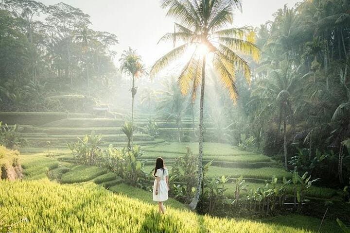 Full-Day Ubud Private Tour: Monkey Forest, Tegalalang & Tirta Empul Guide
