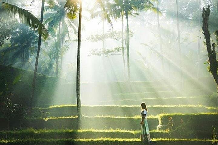 Full-Day Ubud Private Tour: Monkey Forest, Tegalalang & Tirta Empul Guide photo 4